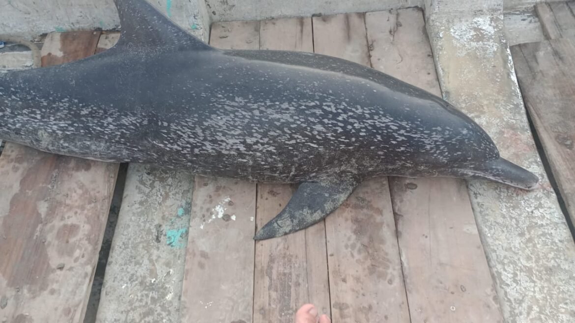 Delfín hallado en Puerto Gaira El delfin hallado muerto en Puerto Gaira padecía brucelosis, una peligrosa infección bacteriana.