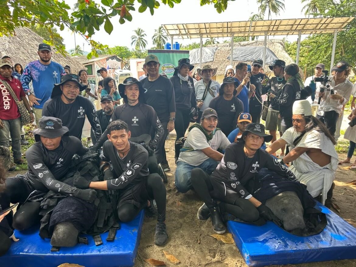 Genemaka y Sobrado de Tiburón Genemaka y Sobrado de Tiburón, dos manatíes fueron liberados en su hábitat natural con apoyo de comunidades indígenas y organizaciones conservacionistas.
