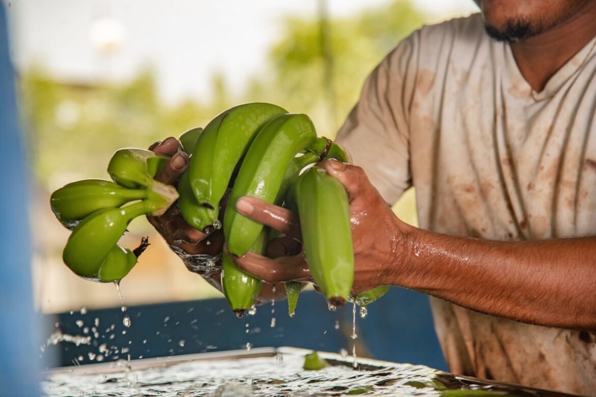 ICA y Asbama busca frenar Fusarium