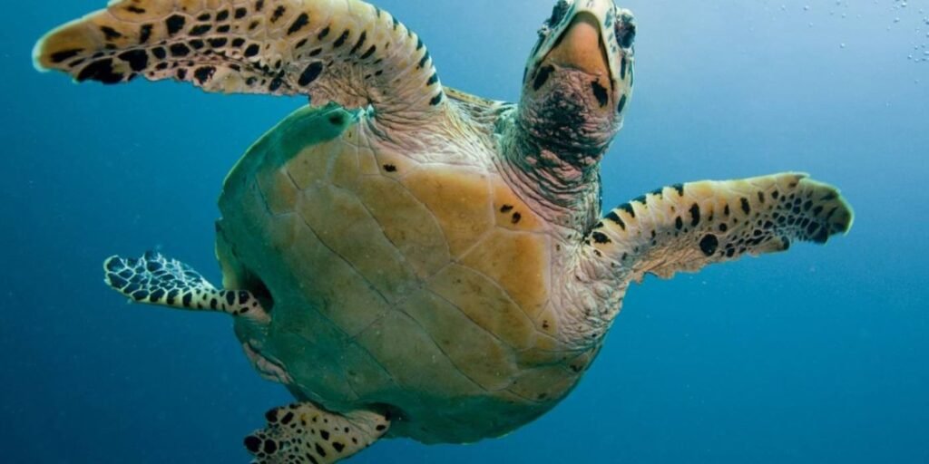 La protección de las tortugas marinas en  Bonito Gordo