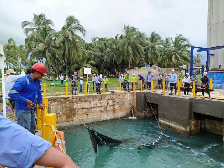 Rescate y Liberación de manatí Sobrado de Tiburón