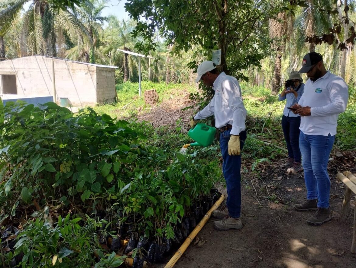corpamag fedepalma Corpamag y Fedepalma plantan árboles para restaurar tierras degradadas y proteger áreas de importancia hídrica
