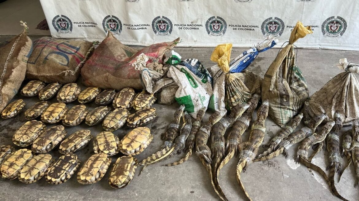 tráfico ilegal de fauna 100 babillas,2 chigüiros y 200 hicoteas fueron rescatadas del tráfico ilegal de fauna por Corpamag, Ejército y Policía.