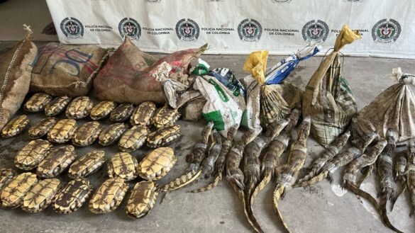 100 babillas,2 chigüiros y 200 hicoteas fueron rescatadas del tráfico ilegal de fauna por Corpamag, Ejército y Policía.