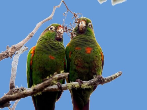 La Lora Serrana (Pyrrhura viridicata) es una especie endémica de la Sierra Nevada de Santa Marta catalogada en peligro de extinción.