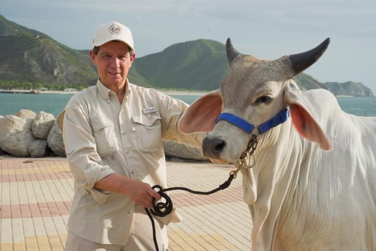 Santa Marta tendrá el primer remate ganadero costero del mundo