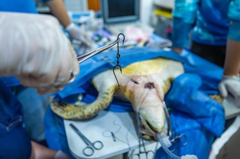 Tortuga herida por ingerir anzuelos es rescatada en Santa Marta