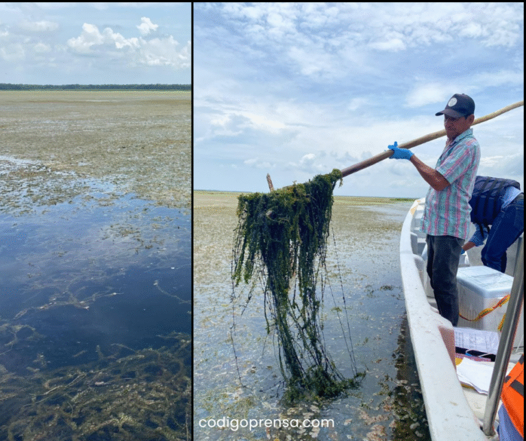 Corpamag pide acción urgente contra invasión de Hydrilla en la Ciénaga Grande