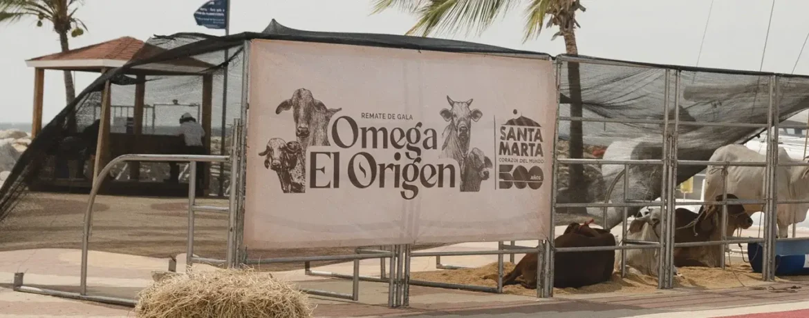 REMATE GANADERO Santa Marta será epicentro del primer remate frente al mar un evento que mezcla genética bovina de élite, historia y un escenario sin precedentes en la Marina Internacional.