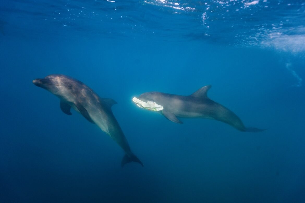 delfines santa marta Dos delfines ayudan a limpiar el mar en Santa Marta.  Blue y Martin del Centro de Vida Marina recogen la basura y la entregan a sus cuidadores.