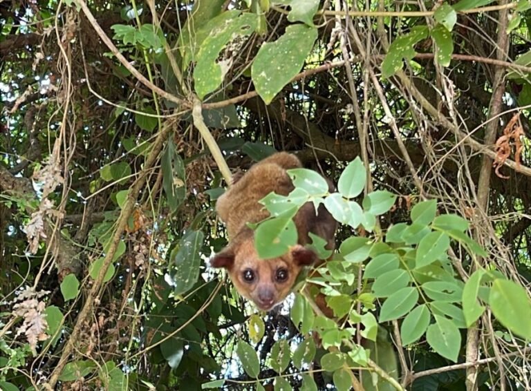 Corpamag libera más de 90 animales silvestres
