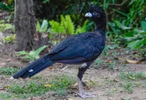 El Paujil de Pico Azul: una de las aves más amenazadas de Colombia y emblema de los bosques tropicales del norte del país.