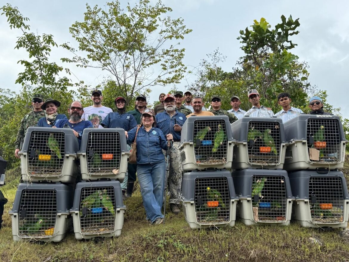 Corpamag y la Secretaría de Ambiente de Bogotá han fortalecido una articulación técnica e institucional que permite cerrar el ciclo completo de atención a la fauna silvestre.