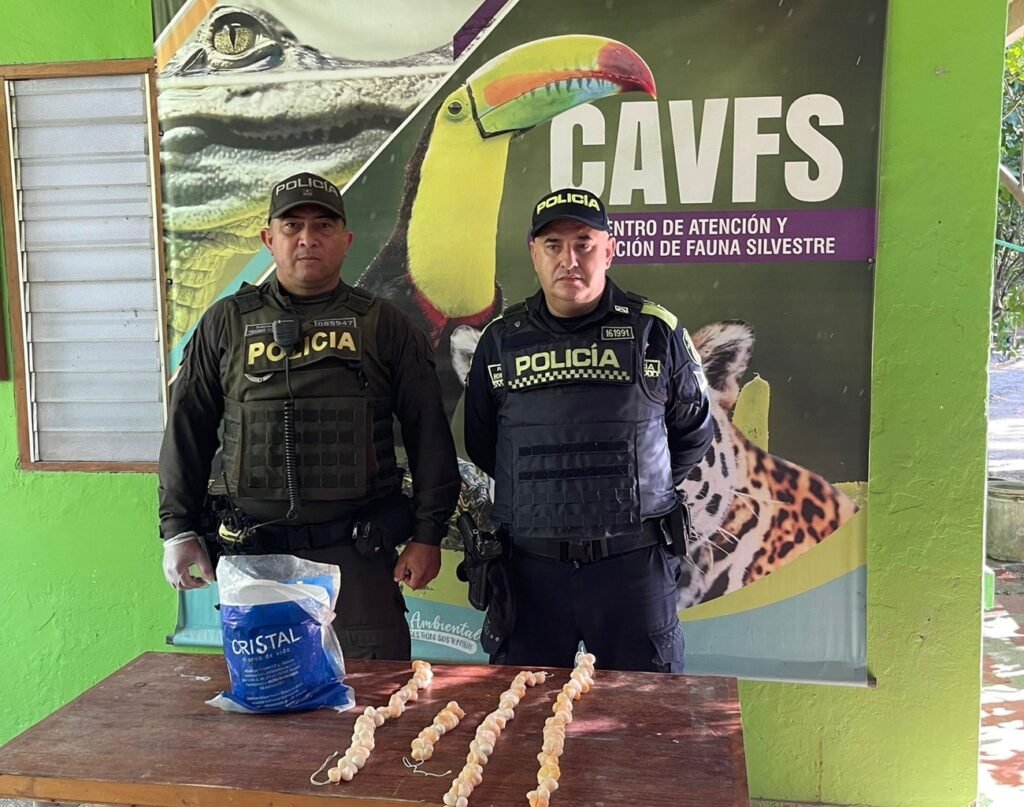 Decomisan 122 huevos de iguana en Puebloviejo
