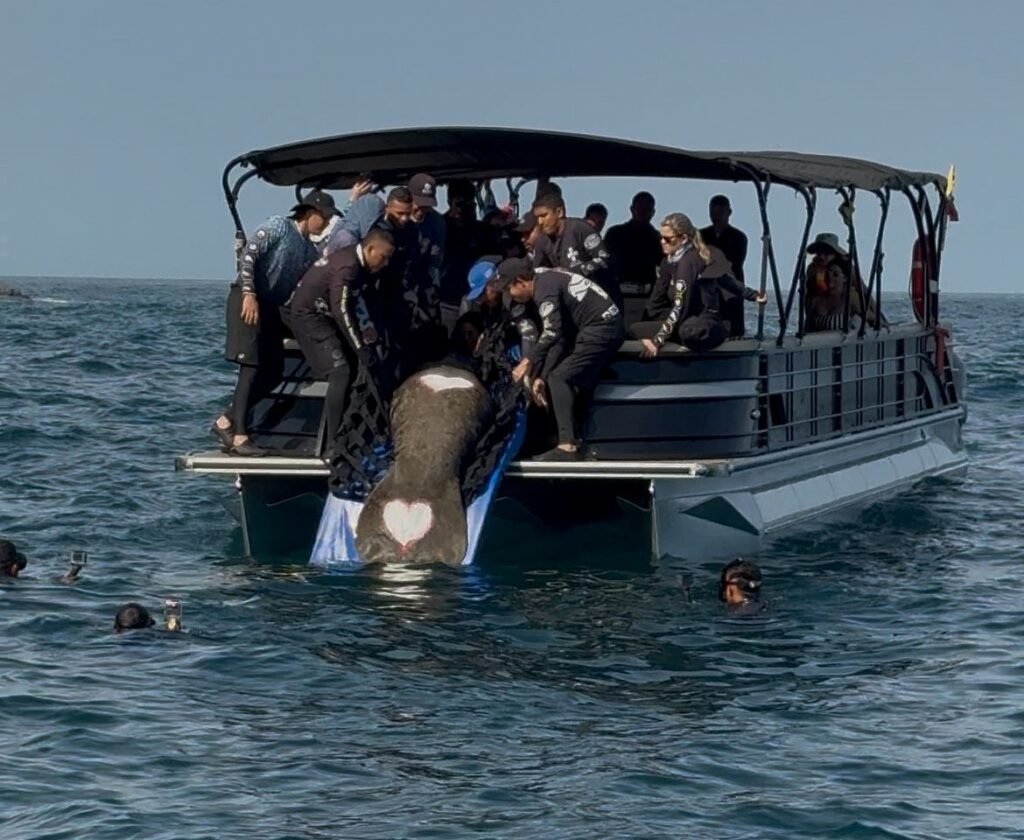 El retorno de ‘Ciruelito’ a su hábitat: un hito de la conservación marina liderado por Corpamag en el Caribe