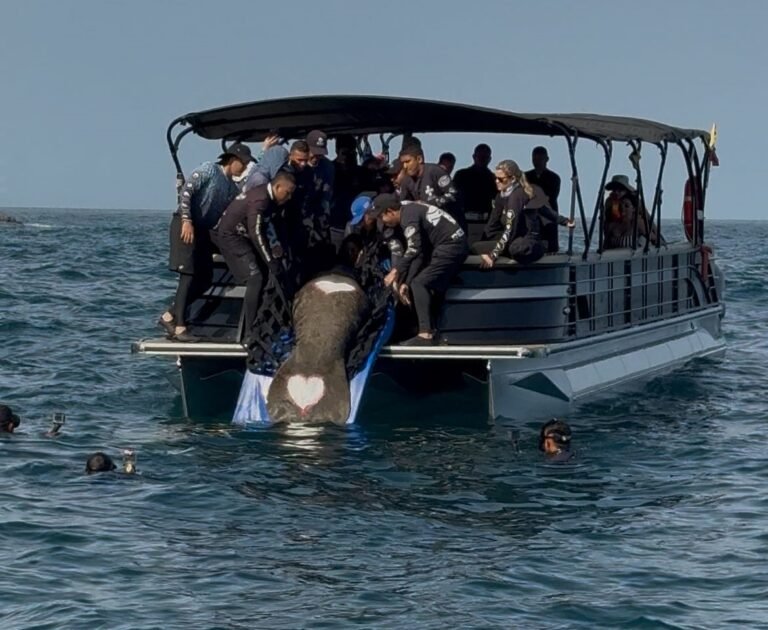 El retorno de ‘Ciruelito’ a su hábitat: un hito de la conservación marina liderado por Corpamag en el Caribe