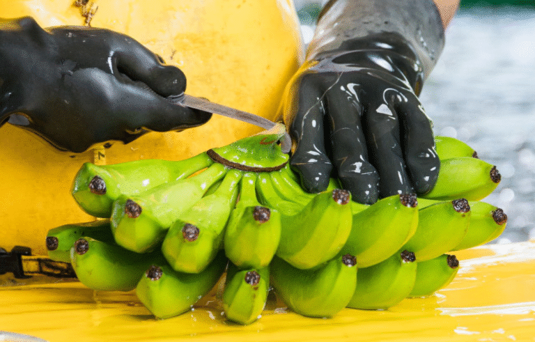 Banano colombiano rompe récord y empuja al Magdalena en el mapa exportador