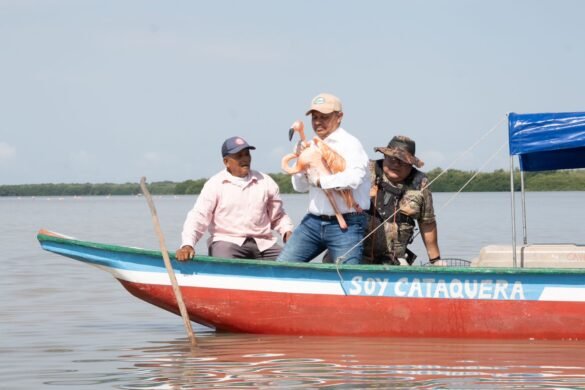 Flamencos rosados recuperados por la Corporación Autónoma Regional del Magdalena regresan a su hábitat en la Ciénaga Grande de Santa Marta tras ser víctimas de tráfico ilegal.