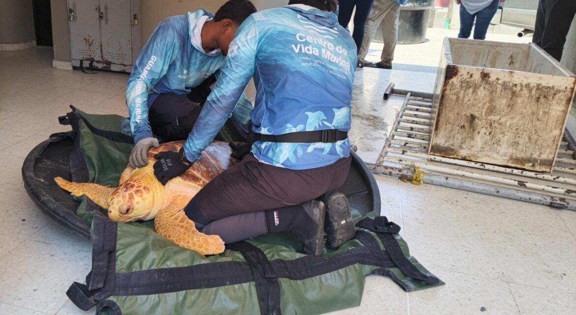 Tortuga caguama rescatada en la Ciénaga Grande de Santa Marta fue atendida por la Corporación Autónoma Regional del Magdalena (Corpamag) y devuelta al mar para continuar su proceso reproductivo.