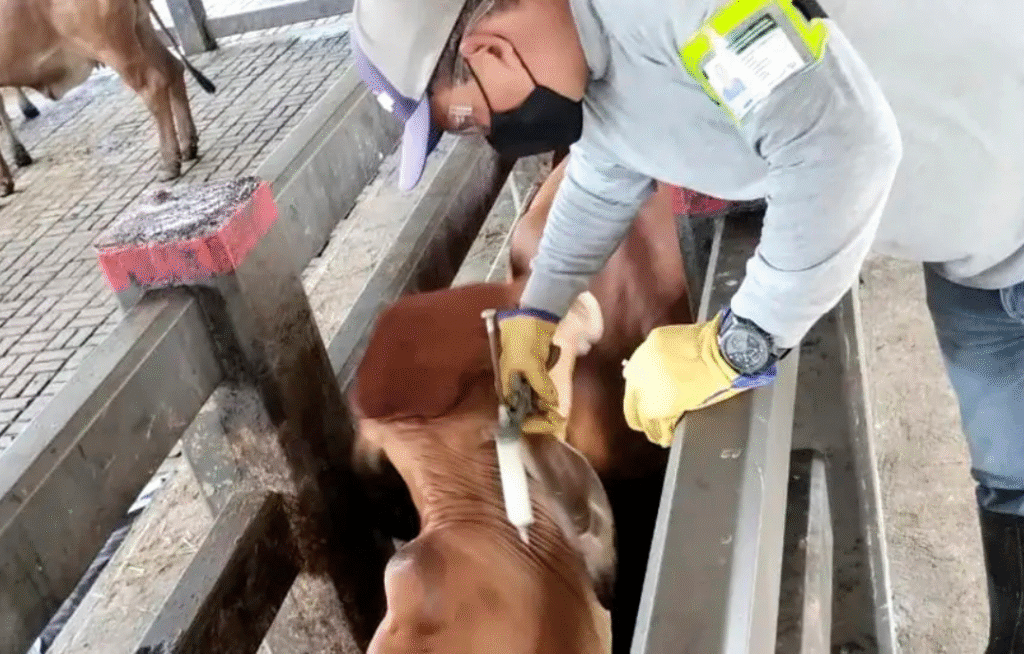 Arranca la vacunación contra aftosa en Colombia: más de 700 mil ganaderos entran en jornada clave