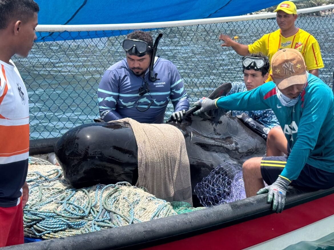 Tras la alerta de los pescadores de Tasajera, el equipo técnico de Corpamag lideró un operativo inmediato de rescate y traslado de la ballena piloto hasta el Centro de Rescate de Fauna Marina.