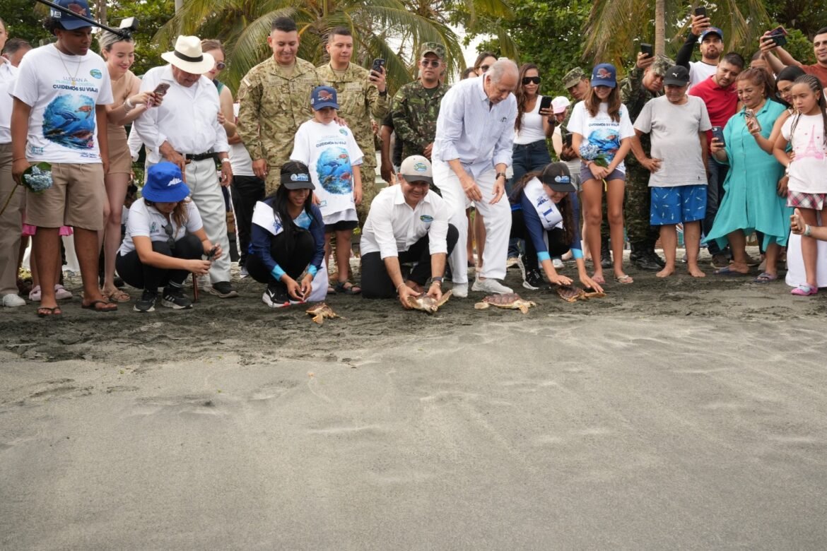 La liberación de 25 tortugas caguama hizo parte de la conmemoración de los 501 años de Santa Marta y visibilizó un programa de conservación que, con el liderazgo de Corpamag y sus aliados, ha permitido devolver más de 6.000 ejemplares al mar Caribe.